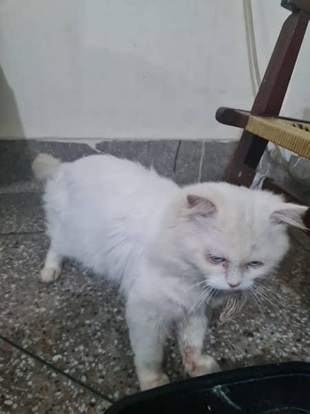 Male persian cat 1