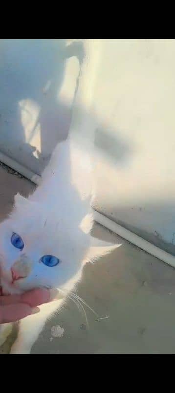 white Persion Male cat 0