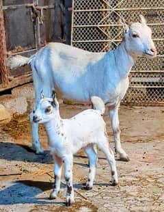 Teddi Bakri ( Kheeri) With Female Kid