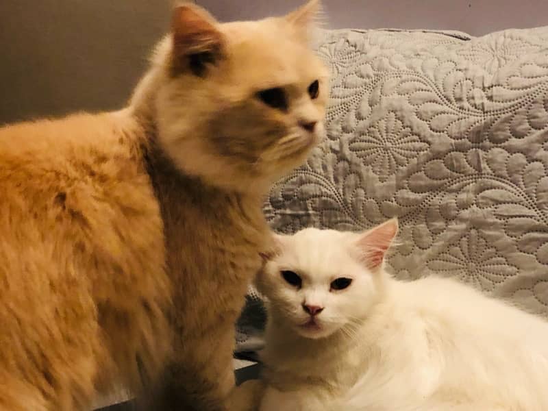 Pair of cats up for sale (very friendly and loving) 2