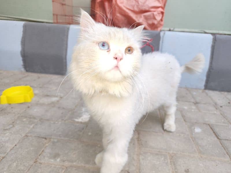 cat available triple coated for sell 0