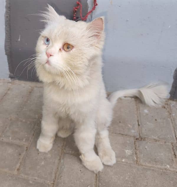 cat available triple coated for sell 1