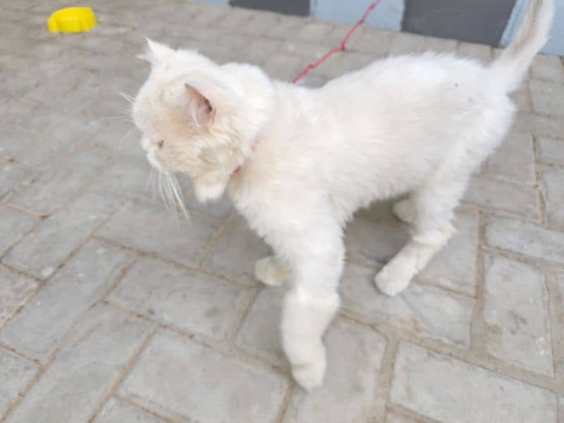 cat available triple coated for sell 3