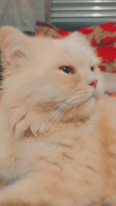 Persian male cat