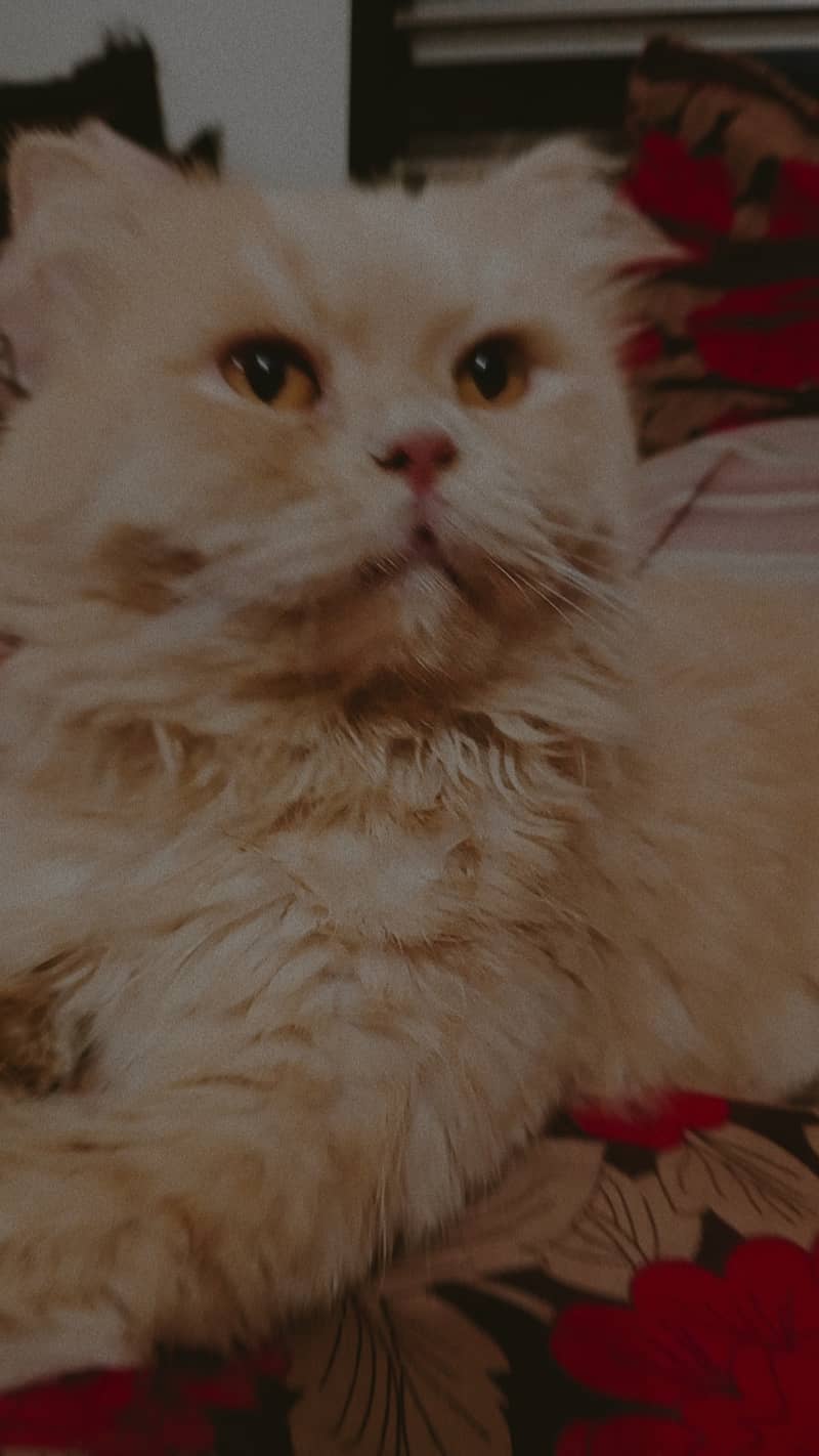 Persian male cat 1