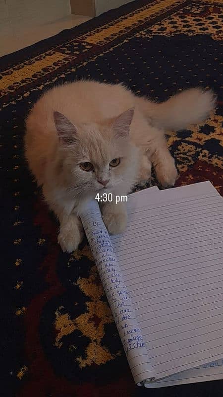 Persian cat for sale 3