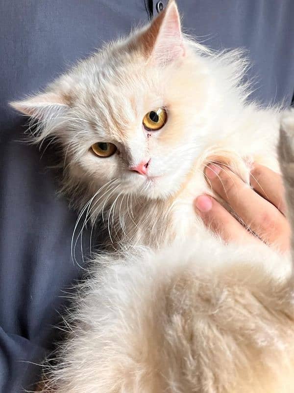 Persian cat for sale 4