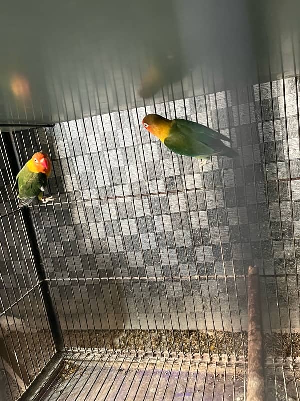 lovebird full setup 5