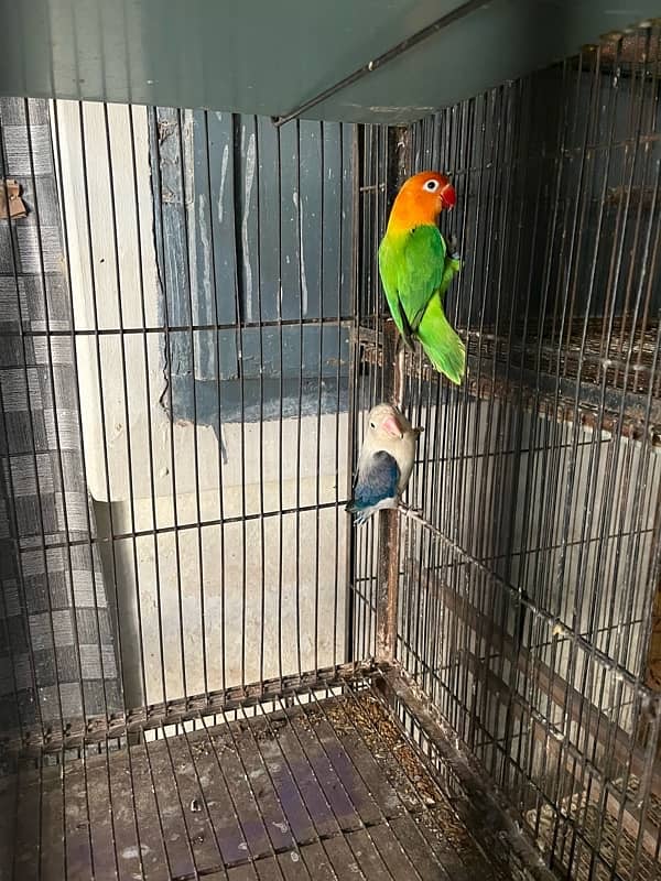 lovebird full setup 6