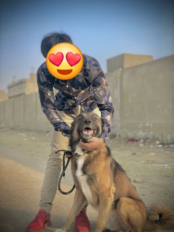 German shepherd and Afghan Kuchi Cross Bread 2