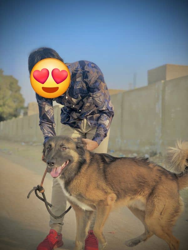 German shepherd and Afghan Kuchi Cross Bread 3