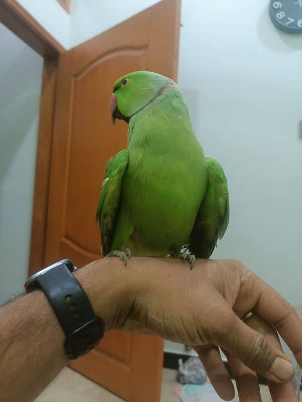 hand tame male bhot acha tame h 1