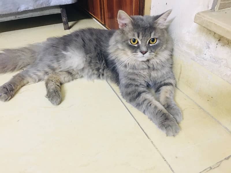 grey male cat 1