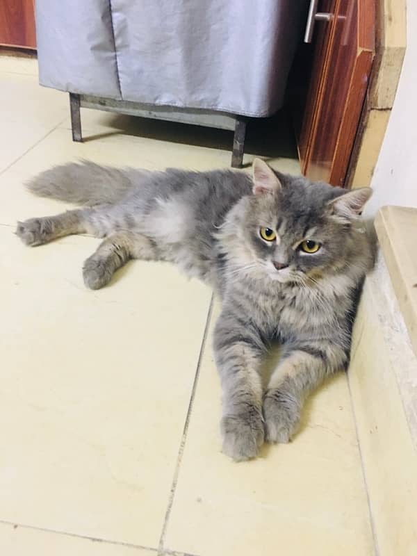 grey male cat 3