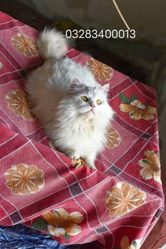 Pure pershion Tripple coated female confirm breeder female cat