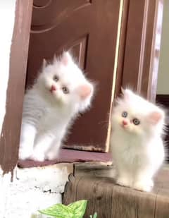 Cat Persian| Blue eye| Baby| kitten| Punch face| triple kot(⁠ᵔ⁠ᴥ⁠ᵔ⁠)