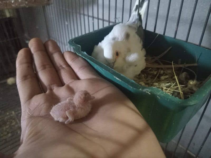 diamond pied dove , blue pied ,red pied 1