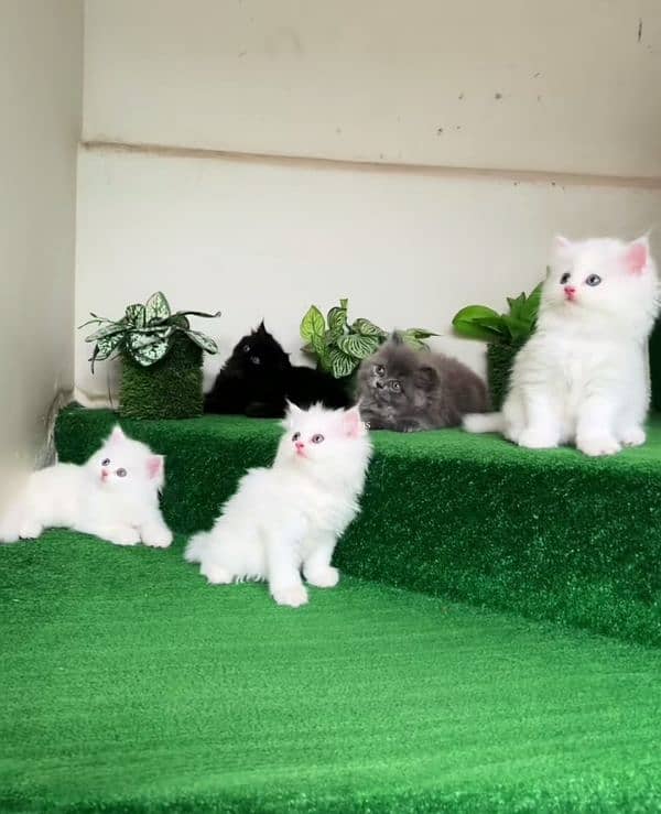 Cat Persian| Blue eye| Baby| kitten|(⁠≧⁠(⁠⁠)⁠≦ Punch face| triple kot 3