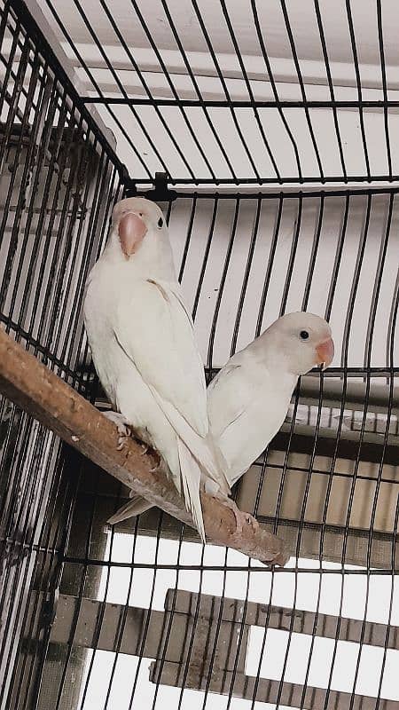 albino,par blue  breeder pair and extra female 0