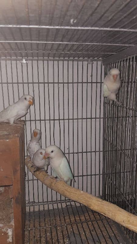 albino,par blue  breeder pair and extra female 4