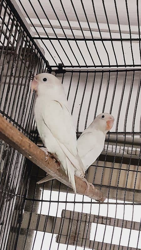 albino,par blue  breeder pair and extra female 5