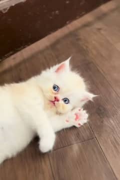 Cat Persian| Blue eye| Baby| kitten| Punch face| triple kot(⁠⁠ᴥ⁠⁠)