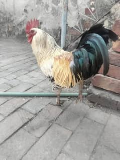 I want to sale Egg laying Hen