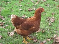 lohman Brown hens Loman 3 rooster golden misri