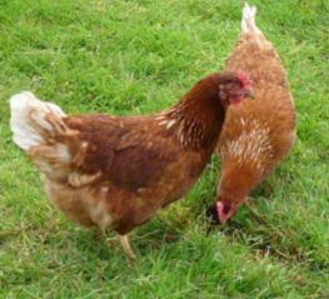 lohman Brown hens Loman 3 rooster golden misri 1