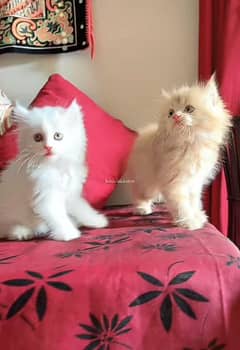 Cat Persian| Blue eye| Baby| kitten| Punch face| triple kotƸ̵̡⁠Ӝ̵̨̄⁠Ʒ