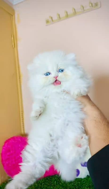 Cat Persian| Blue eye| Baby| kitten| Punch face| triple kot(⁠⁠⁠⁠⁠) 2