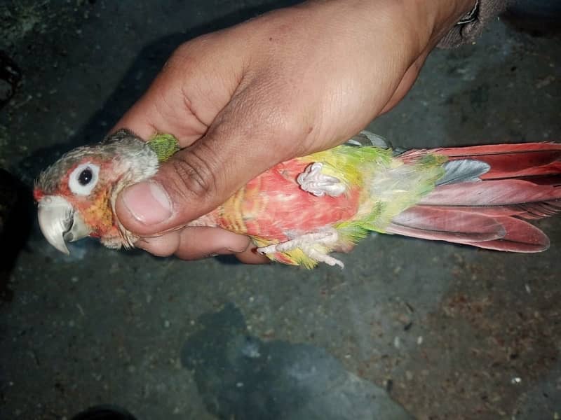 pineapple conure 2