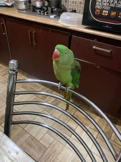 Face to Face talking raw parrot female for sale in G8