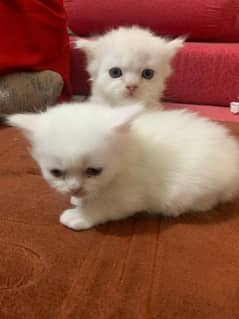 kittens