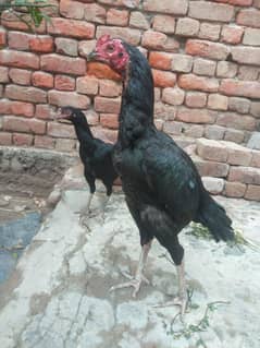 black shampoo putha urgent sale