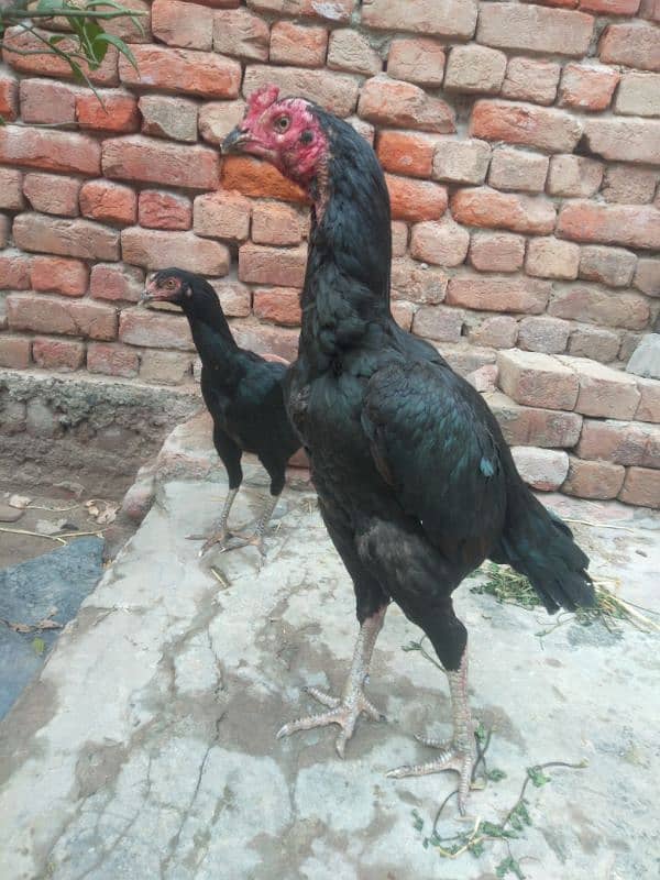 black shampoo putha urgent sale 0