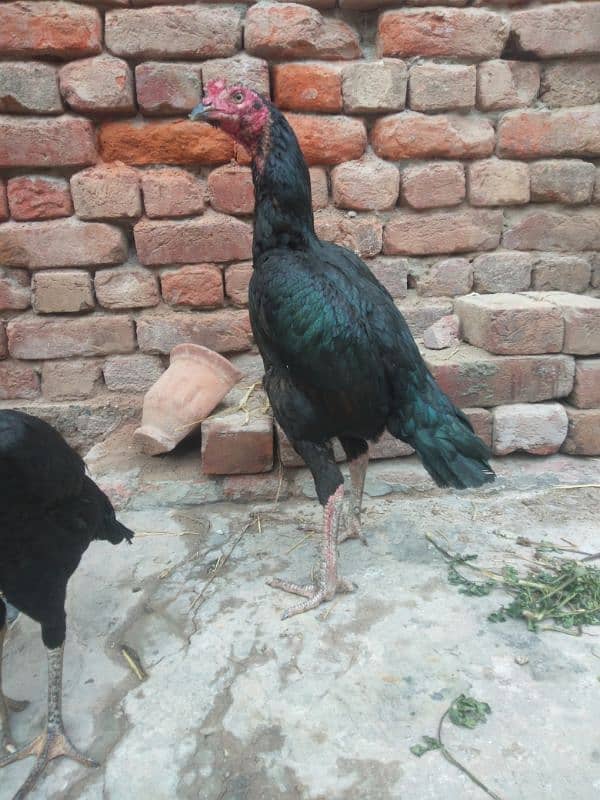 black shampoo putha urgent sale 1