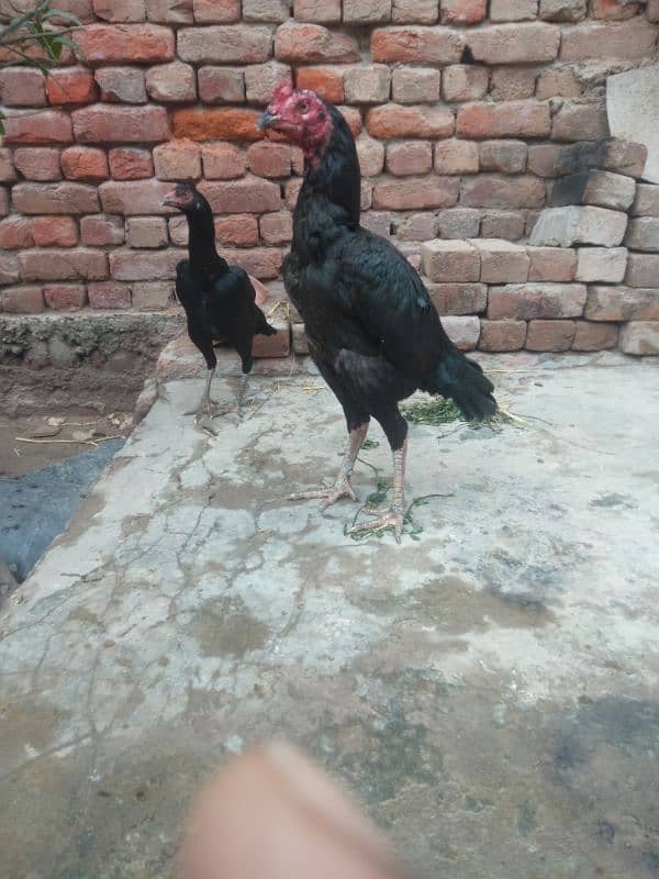 black shampoo putha urgent sale 2