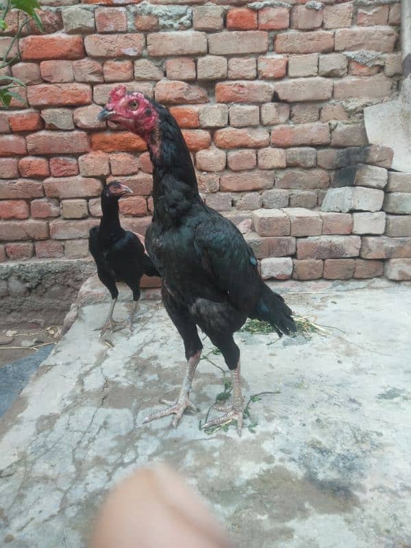 black shampoo putha urgent sale 3