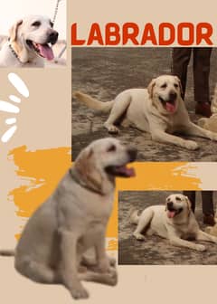 Labrador, Male, Healthy and playful