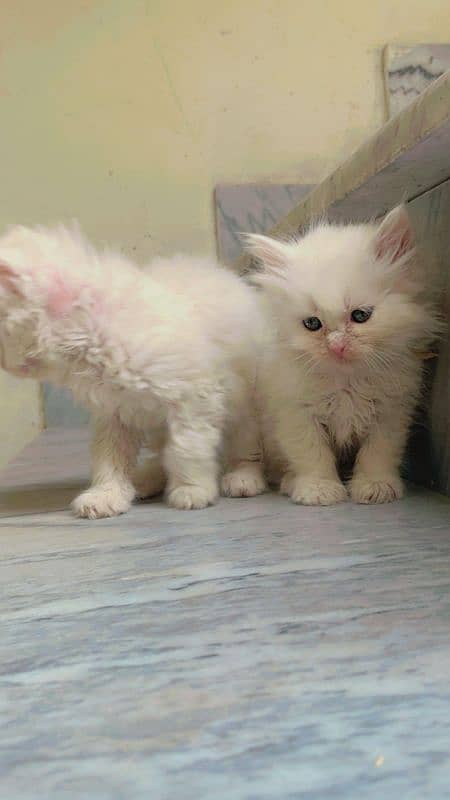 4 cute Persian fluffy kittens. litter and washroom train, 40 days age 0