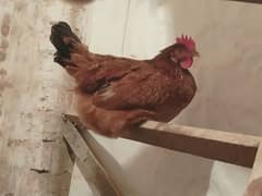 hens for sale 4+1