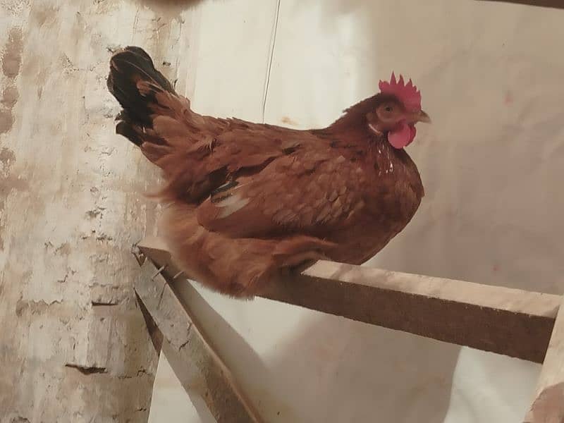 hens for sale 4+1 0