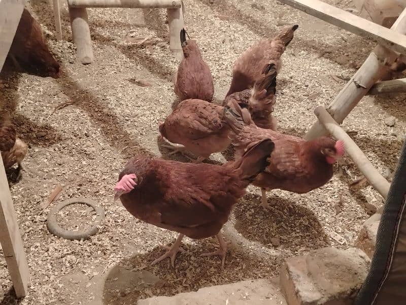 hens for sale 4+1 2