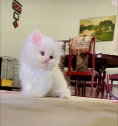 Cat Persian| Blue eye| Baby| kitten| Punch face| triple kot