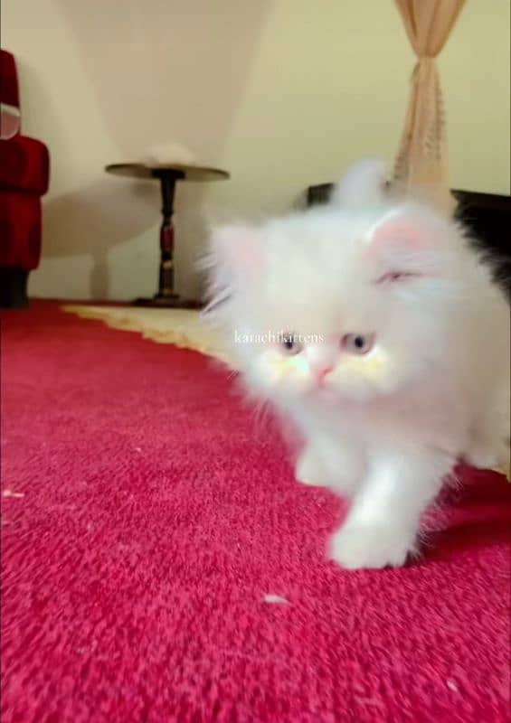 Cat Persian| Blue eye| Baby| kitten| Punch face| triple kot 2