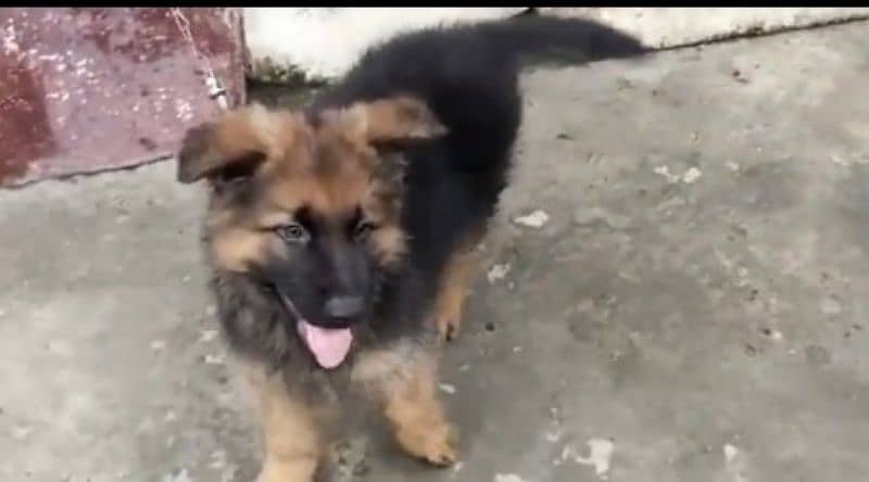 German shepherd Long Coat Male & Female puppy 03287625932WhatsApp 2