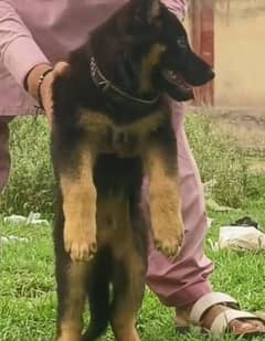 German shepherd Long Coat Male & Female puppy 03287625932WhatsApp