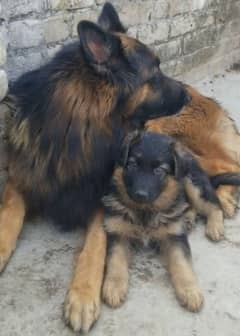 German shepherd Long Coat Male & Female puppy 03287625932WhatsApp