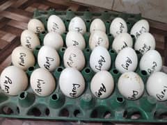 Thai pakoye fertile eggs available